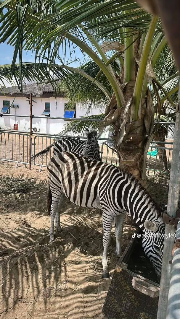 Wildlife Zoo